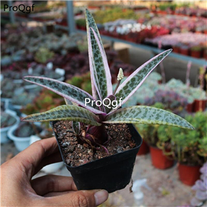 39usd Prodgf 1Pcs A Set Drimiopsis kirkii  plant