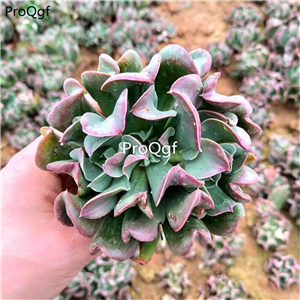 39usd Prodgf 1Pcs A Set echeveria heiyin plant