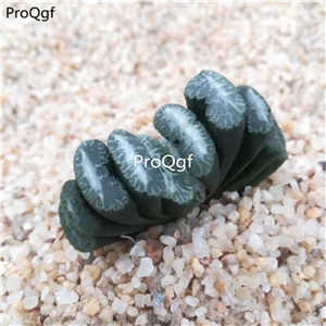 39usd Prodgf 1Pcs A Set xuefeng Haworthia truncata plant