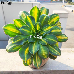 39usd Prodgf 1Pcs A Set huangzhongban Aeonium arboreum plant