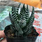 39usd Prodgf 3Pcs A Set Haworthia  yingzhua plant