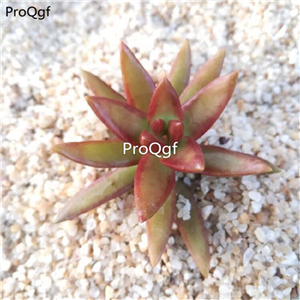 39usd Prodgf 3Pcs A Set echeveria hongri plant