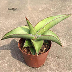 59usd Prodgf 1Pcs A Set Sansevieria trifasciata taiguoxiangjiao plant