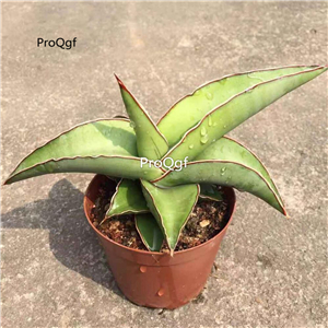 59usd Prodgf 1Pcs A Set Sansevieria trifasciata taiguoxiangjiao plant