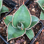 39usd Prodgf 1Pcs A Set bird mouth niaozui rare Sansevieria trifasciata plant