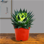 29usd Prodgf 1Pcs A Set xingyun aloe plant