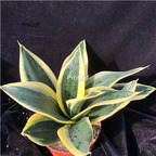 39usd Prodgf 1Pcs A Set hehua double color Sansevieria trifasciata plant