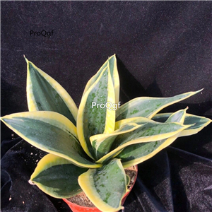 39usd Prodgf 1Pcs A Set hehua double color Sansevieria trifasciata plant