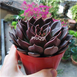 39usd Prodgf 2Pcs A Set echeveria black prince plant