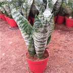 39usd Prodgf 1Pcs A Set yinmai Sansevieria trifasciata plant
