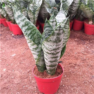 39usd Prodgf 1Pcs A Set yinmai Sansevieria trifasciata plant