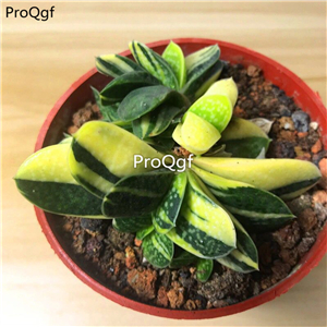 39usd Prodgf 3Pcs A Set haworthia zibaojin plant