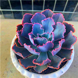 39usd Prodgf 1Pcs A Set echeveria zixiaxianzi plant