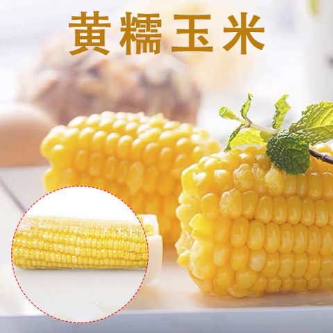 黄糯玉米（1个入）250g-4