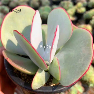 39usd Prodgf 3Pcs A Set  Kalanchoe baimei plant
