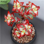39usd Prodgf 3Pcs A Set  echeveria flame red freedom plant