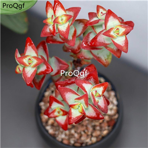 39usd Prodgf 3Pcs A Set  echeveria flame red freedom plant