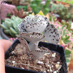 39usd Prodgf 3Pcs A Set  Kalanchoe rhombopilosa plant