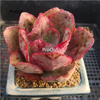 39usd Prodgf 3Pcs A Set echeveria first kiss plant