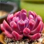 39usd Prodgf 3Pcs A Set echeveria qiubite plant