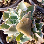 39usd Prodgf 2Pcs A Set Echeveria blue fox plant