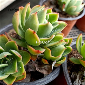 29usd Prodgf 1Pcs A Set Echeveria huazhihe cluster plant