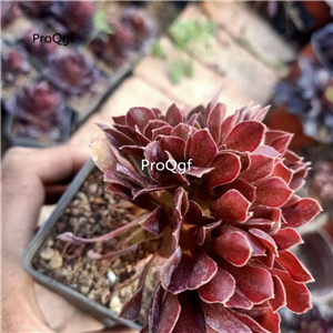 39usd Prodgf 1Pcs A Set Echeveria ziyangrong plant