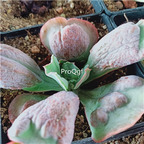 39usd Prodgf 2Pcs A Set Echeveria quanwu shilian  plant
