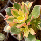 39usd Prodgf 2Pcs A Set Echeveria yanrihui plant
