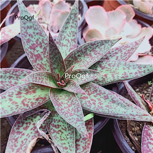 39usd Prodgf 2Pcs A Set crassula alba shendao plant