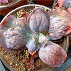 69usd Prodgf 1Pcs A Set  Echeveria Baron Bold plant