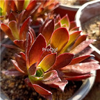 29usd Prodgf 1Pcs A Set  Echeveria flame red cluster plant