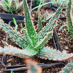 39usd Prodgf 2Pcs A Set united states series aloe vera plant