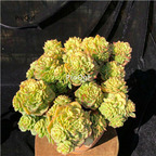 29usd Prodgf 1Pcs A Set echeveria lamudan cluster plant