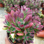 19usd Prodgf 1Pcs A Set echeveria hongzhilian cluster plant