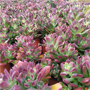 19usd Prodgf 1Pcs A Set echeveria hongzhilian cluster plant