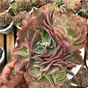 39usd Prodgf 1Pcs A Set echeveria jinkongque zhuihua cluster plant