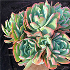 29usd Prodgf 1Pcs A Set echeveria yiluo cluster plant