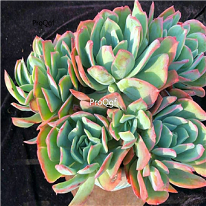 29usd Prodgf 1Pcs A Set echeveria yiluo cluster plant