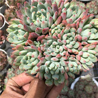 19usd Prodgf 1Pcs A Set echeveria lanpingguo cluster plant