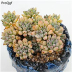 19usd Prodgf 1Pcs A Set echeveria heimei cluster plant