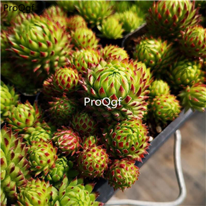 19usd Prodgf 1Pcs A Set  sempervivum caidan cluster plant