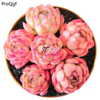 19usd Prodgf 1Pcs A Set  echeveria caomeibing cluster plant