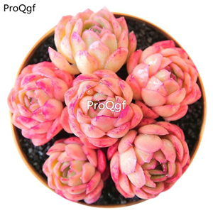 19usd Prodgf 1Pcs A Set  echeveria caomeibing cluster plant
