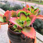 39usd Prodgf 2Pcs A Set  kalanchoe leisigongzhu plant