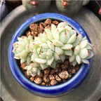 19usd Prodgf 1Pcs A Set echeveria guodongse cluster plant