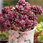 29usd Prodgf 1Pcs A Set echeveria purple zixin cluster plant