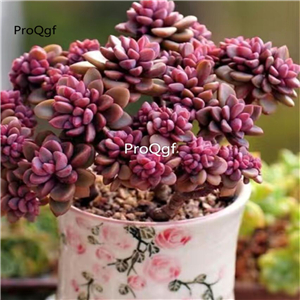 29usd Prodgf 1Pcs A Set echeveria purple zixin cluster plant