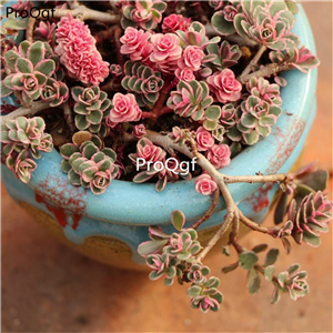 29usd Prodgf 1Pcs A Set echeveria xiaoqiumeigui cluster plant