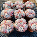 19usd Prodgf 1Pcs A Set echeveria lemon berry cluster plant